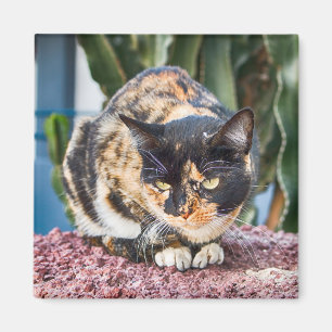 Íman Maspalomas Cat