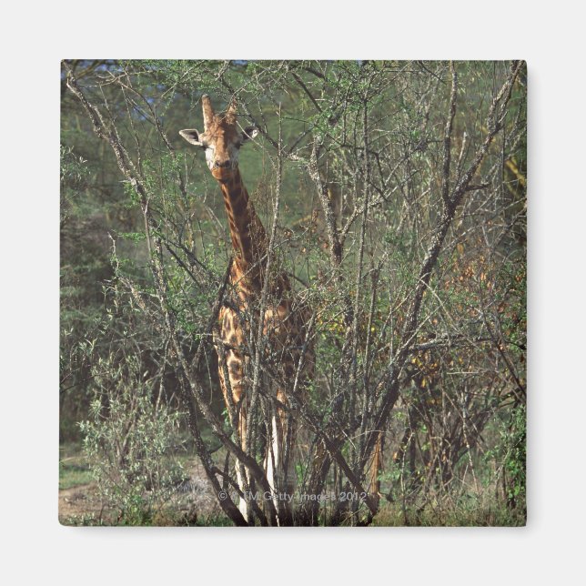 Íman Massai Giraffe (Frente)