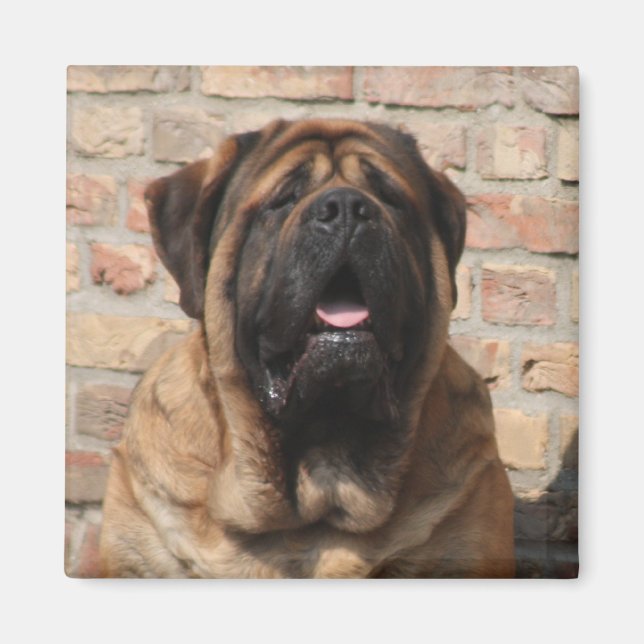 Íman  Mastiff englische Dogge Vatertag  (Frente)