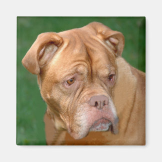 Íman Mastiff Francês