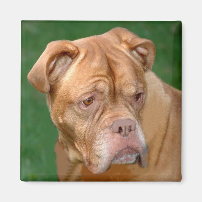 Íman Mastiff Francês (Frente)