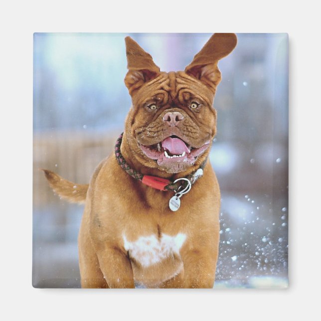 Íman Mastiff Plus (Frente)