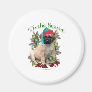 Íman Mastiff "Tis