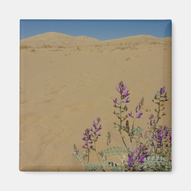 Íman Mato de Índigo de Mojave e Dunas de Kelso (Frente)