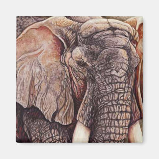 Íman Matriarca - Elefante Africano