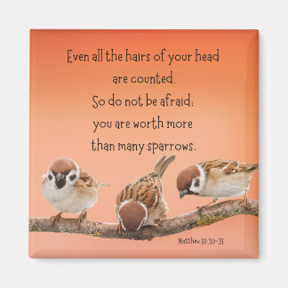 Íman Matthew Magnet de 10:30-31 2"