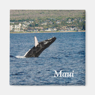 Íman Maui Humpback Whale Break Magnet
