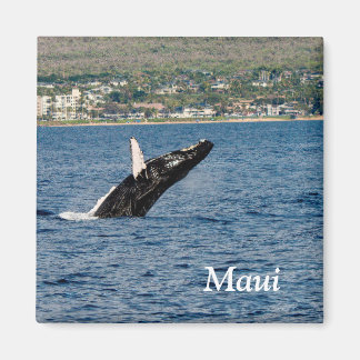 Íman Maui Humpback Whale Break Magnet