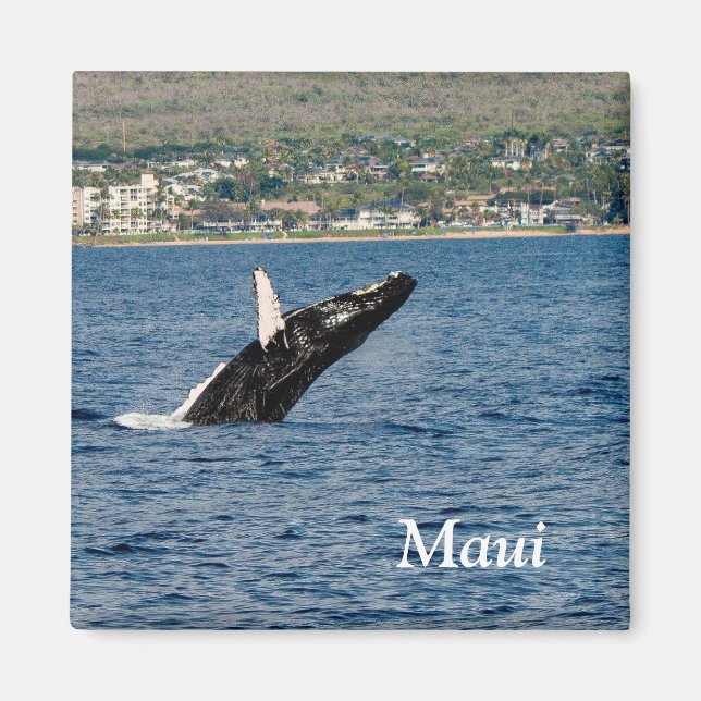 Íman Maui Humpback Whale Break Magnet (Frente)