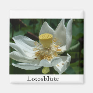 Íman Maurícia, Lotosblüte