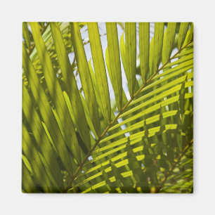 Íman Maurícia, Maurícia Central, Moka, palma 2