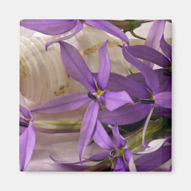 Íman Mauve Starshine Laurentia (Frente)