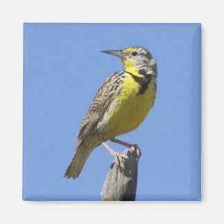 Íman Meadowlark Ocidental