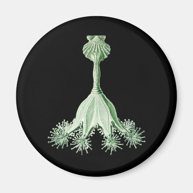 Íman medusa (Frente)