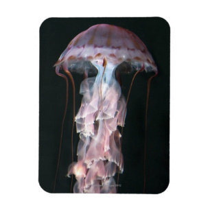 Íman medusa juvenil, Chrysaora (Pelagia)