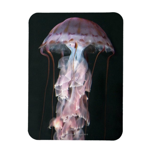 Íman medusa juvenil, Chrysaora (Pelagia) (Vertical)