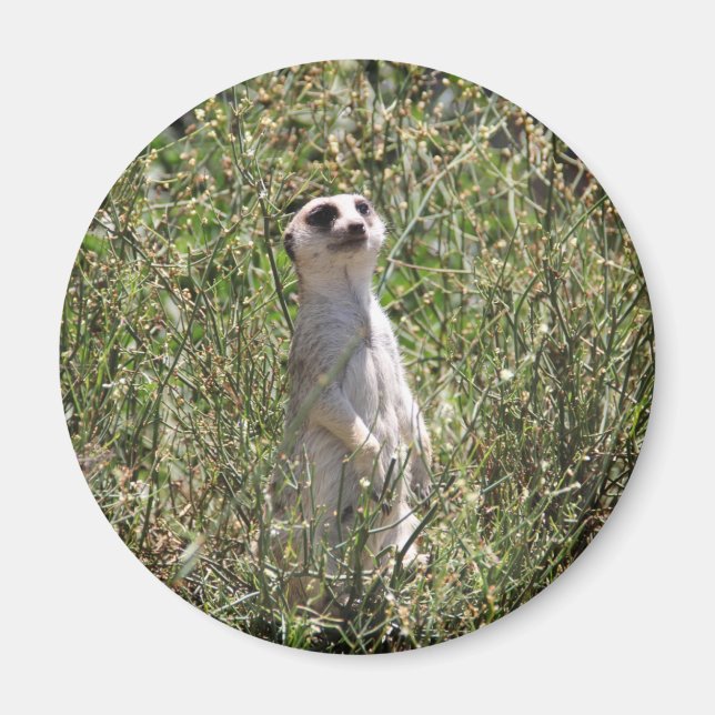 Íman Meerkat (Frente)