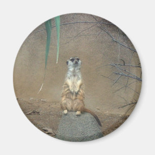 Íman Meerkat