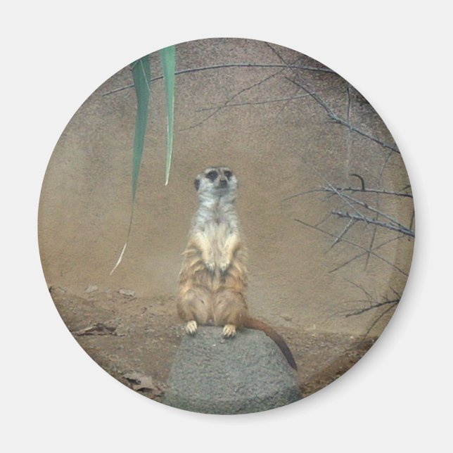 Íman Meerkat (Frente)