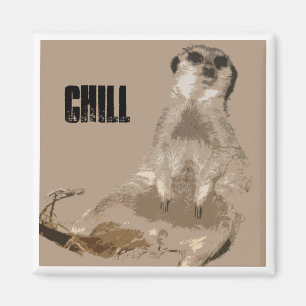Íman meerkat