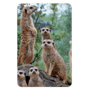 Íman Meerkat_003