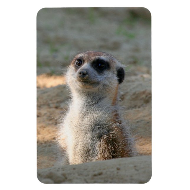 Íman Meerkat 004 (Vertical)