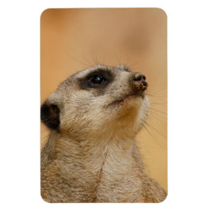 Íman Meerkat 011