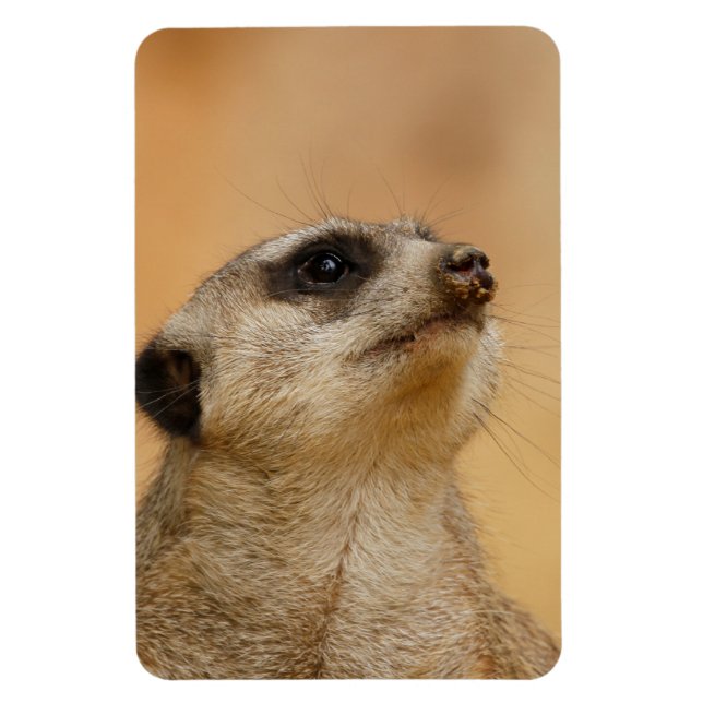 Íman Meerkat 011 (Vertical)