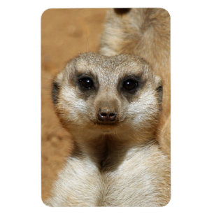 Íman Meerkat 016