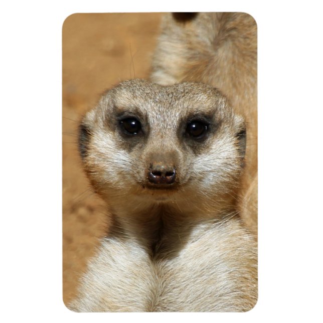 Íman Meerkat 016 (Vertical)
