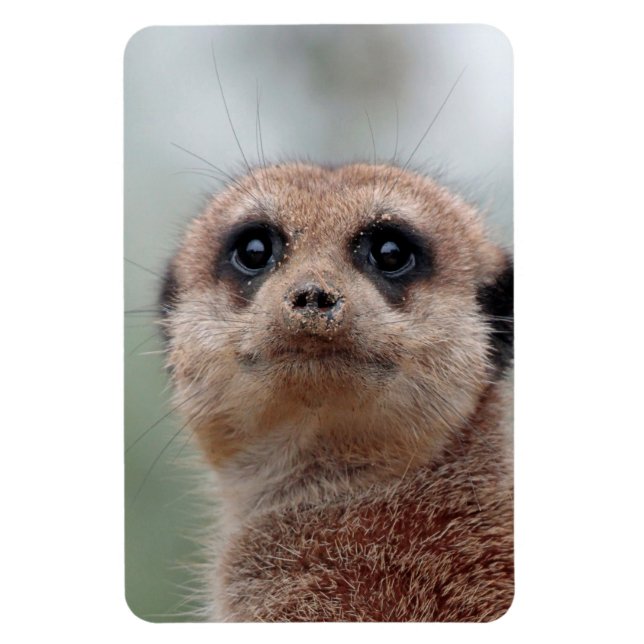 Íman Meerkat 020 (Vertical)