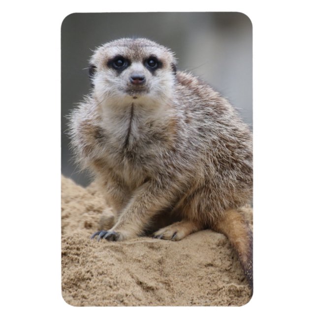 Íman Meerkat 021 (Vertical)