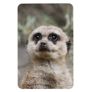 Íman Meerkat 021 por JAMFoto