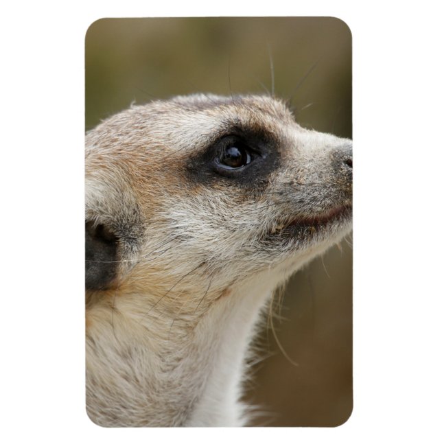 Íman Meerkat 028 (Vertical)