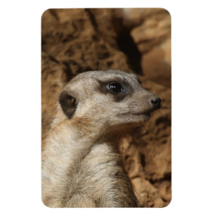 Íman Meerkat 029