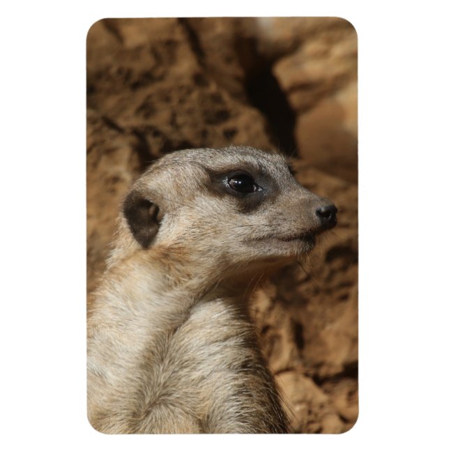 Íman Meerkat 029 (Vertical)