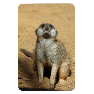 Íman Meerkat 031