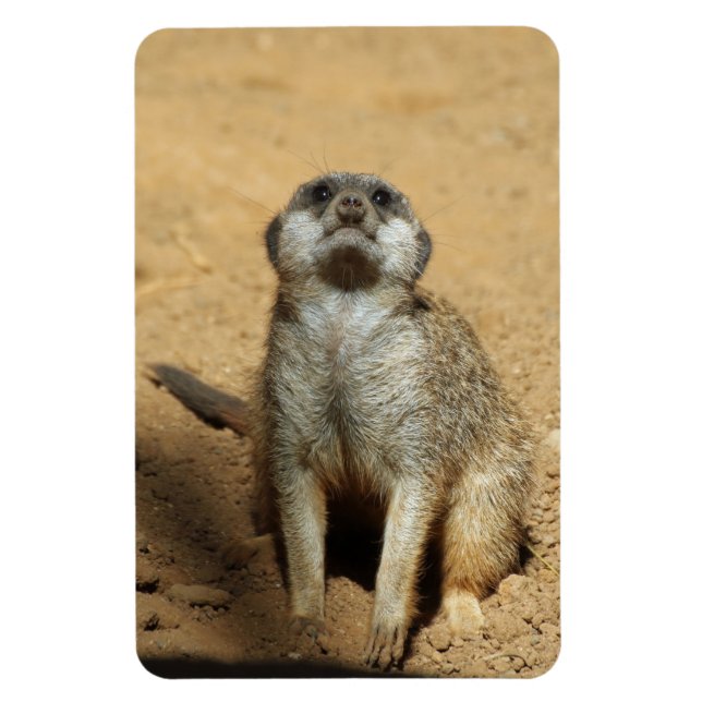 Íman Meerkat 031 (Vertical)