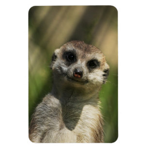 Íman Meerkat 034