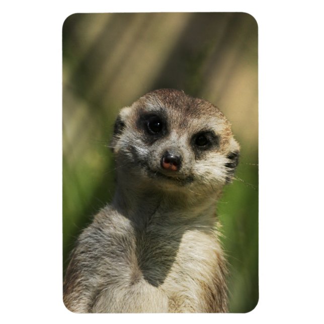 Íman Meerkat 034 (Vertical)