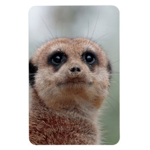 Íman Meerkat 036