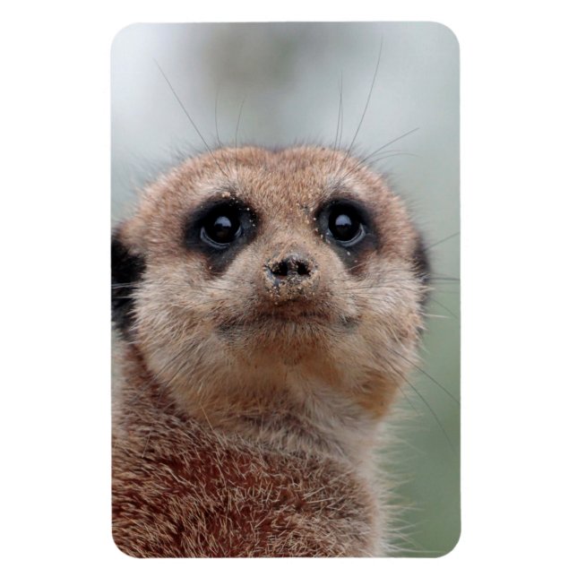 Íman Meerkat 036 (Vertical)