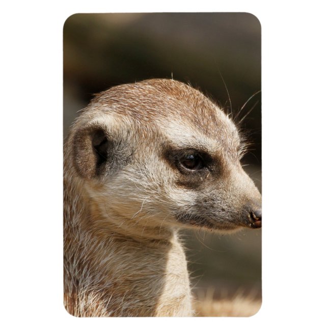 Íman Meerkat 048 (Vertical)