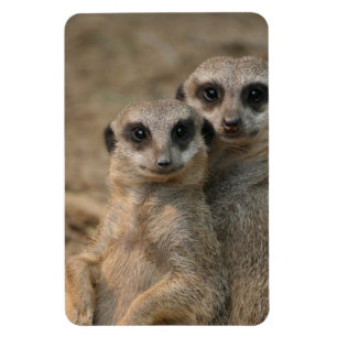 Íman Meerkat 067