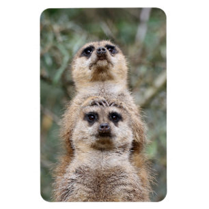 Íman Meerkat 081