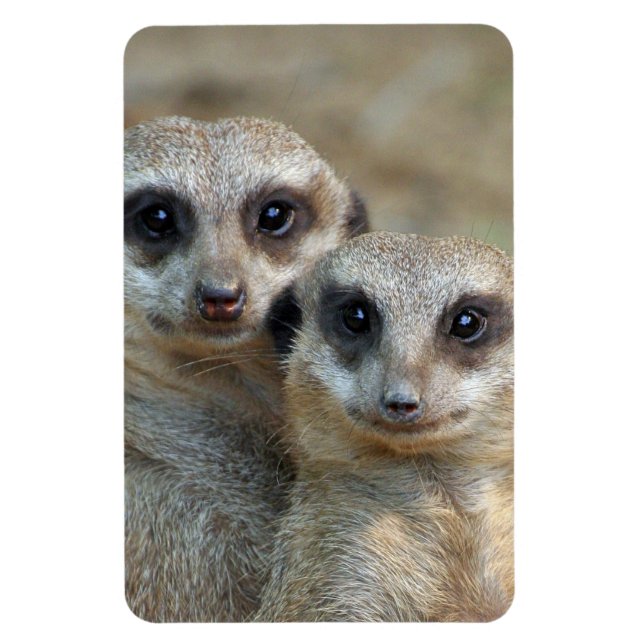 Íman Meerkat 085 (Vertical)