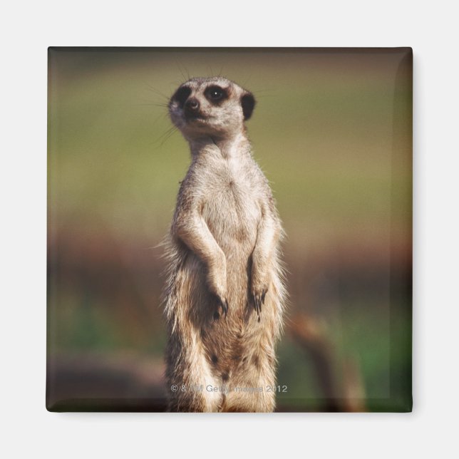 Íman meerkat de cauda pequena (Frente)