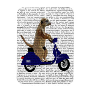 Íman Meerkat em Blue Moped Escuro