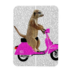 Íman Meerkat em Moped Rosa