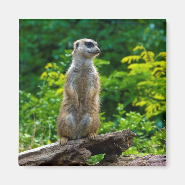 Íman Meerkat Magnet (Frente)